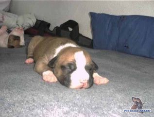 Americk� stafford, �t�n� (pes 2 m�s.)