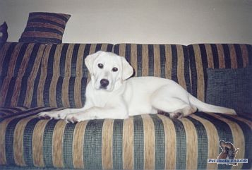 Labrador, tn (pes 5 ms.)