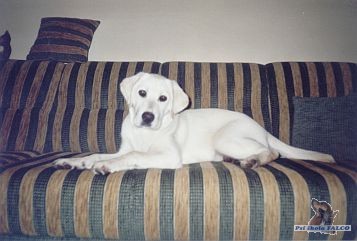 Labrador, �t�n� (pes 5 m�s.)