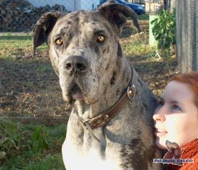 N�meck� doga, pes (2,5 roku)