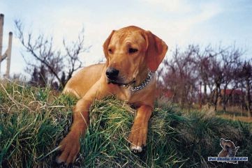 Rhod�sk� ridgeback, pes