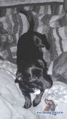 K��enec (pes, 7let)