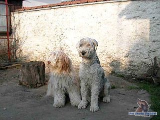 Bobtail (3 roky), bearded kolie (15 m�s.)