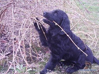Flat Coated Retriever, �t�n� (7 t�dn�)