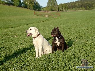 Labrador, pes (9 m�s.) + AST, fena (2,5 roku)