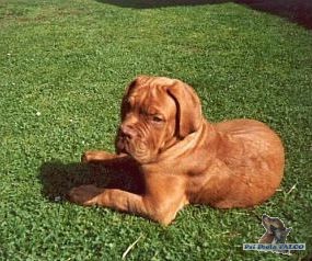 Bordeauxsk� doga, pes (5 m�s.)