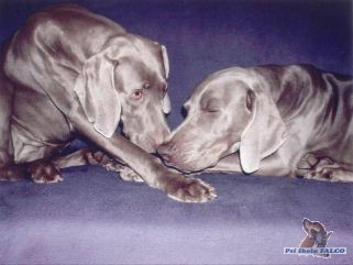 V�marsk� oha�, feny (2 a 3 roky)