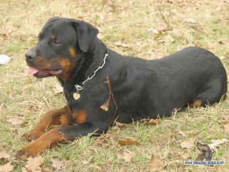 Rotvajler, pes (11 m�s.)