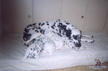 Dalmatin, fenka s vrhem