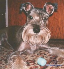 Kn�ra� mal� pep�&s�l, pes (7 let)