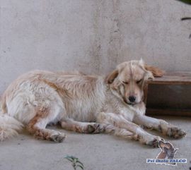 Hovawart, pes (10 m�s.)