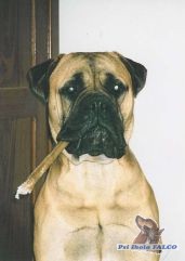 Bullmastiff, pes (14 m�s.)