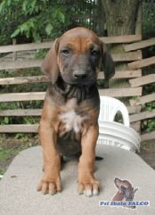 Rhod. ridgeback, fena (7 t�dn�)