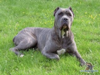 Cane Corso, fena (2 roky)