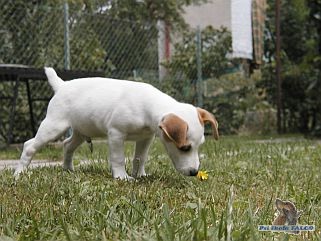 Jack Russell Terrier, pes (11 t�dn�)