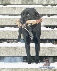 NO x labrador, fena (5 m�s.)