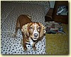 Kříženec kokr x GR, pes (1,5 roku)
