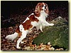Cavalier King Charles Spaniel, pes (6 let)