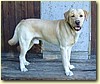 Labrador, pes (18 měs.)