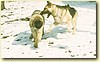 Leonberger a NO, pes a fena