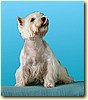 West Highland White Terrier, pes (6 roků)