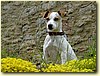 Parson Russell Terrier, fena (16 měs.)