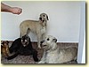 Smečka - zleva kříženec (fena) & 3x irský vlkodav (1 pes, 2 feny)