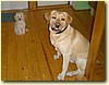 Labrador a trpasličí pudl, psi (2 roky, 7 měs.)
