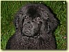 Novofoundlandský pes, pes (4 měsíce)