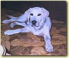 Labrador, pes (2,5 roku)