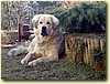Tibetská doga, pes (2 roky)