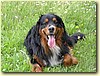 Bernský salašnický pes, pes (3 roky)