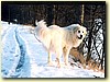 Pyrenejský horský pes, pes (13 měsíců)