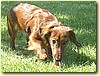 Jezevčík dlouhosrstý, pes (1 rok)