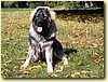 Kavkazský pastevecký pes, fena (8 měsíců)