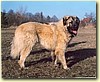 Šarplaninský pastevecký pes, pes (12 měsíců)