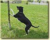 Evropský saňový pes, pes (4 roky)