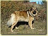 Kavkazský pastevecký pes, pes (3 roky)