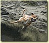 Kříženec pitbulla, pes (18 měsíců)