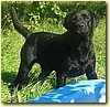 Labrador, pes (5 let)