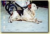 Kříženec australského honáckého psa a beagla, pes (7 let)