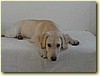 Labrador, pes (stáří 5 měsíců)