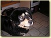 Tibetská doga, pes (7 měsíců)