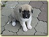 Anatolský pastevecký pes, fena (5 týdnů)