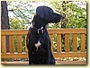 Boxer x německá doga, pes (15 měsíců)