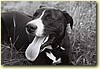 Labrador x pitbull, pes (15 měsíců)