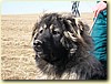 Kavkazský pastevecký pes, pes (12 měsíců)