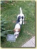Beagle, fena (7 měsíců)