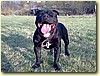 Staffordšírský bulteriér, pes (2 roky)