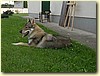 Československý vlčák, pes (1,5 roku)